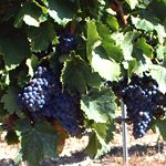 Foto El arte de cultivar las vides en la Vall D´Aybar se remonta a los primeros siglos de nuestra Era, con la romanización.